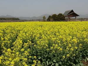 西都市の西都原古墳群には３０万本の菜の花が咲く