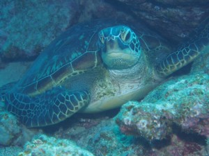 水底でのんびり休んでいたカメを撮影。逃げることなくじっとしててくれました