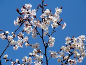 ３月２２日、宮崎県でも桜咲く！