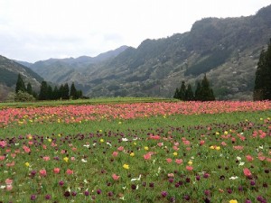 山間に広がる中川地区のチューリップ畑