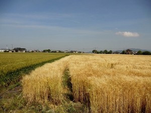 広大な小麦畑が広がる