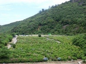 「桃源郷」にあるアジサイ園、6月中旬まで見頃