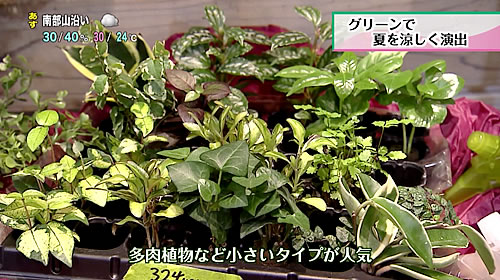 画像：人気の多肉植物