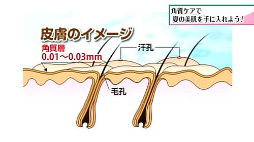 CG：皮膚のイメージ