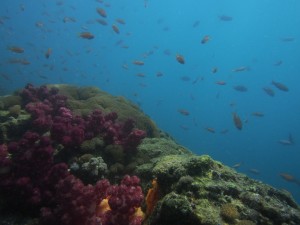 透明度はｲﾏｲﾁでしたが天気もよく水深が浅いところはカラフルでした