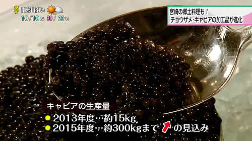 画像：キャビアの生産量の推移