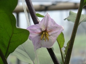 佐土原ナスの花。