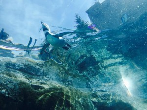 気持ちよさそう！ペンギン