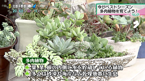 画像：多肉植物の説明