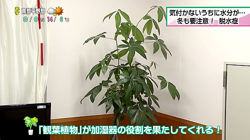 画像：観葉植物が加湿器の役割を果たしてくれる！