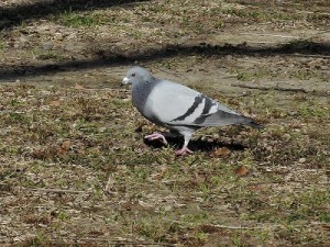 傍らで鳩が　のんびりとエサをついばむ。