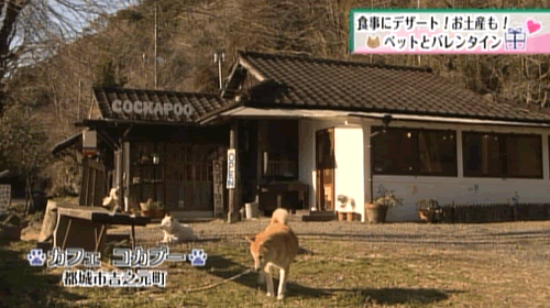 写真：カフェ　コカプー