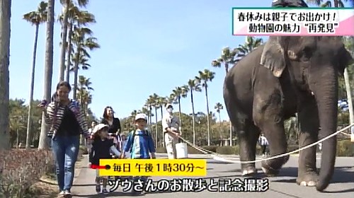 象さんのお散歩