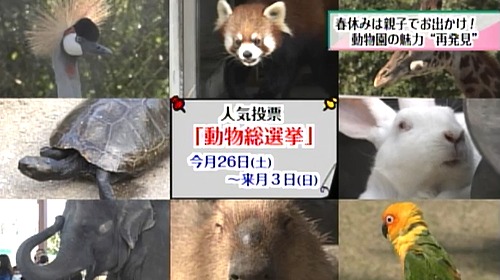 動物総選挙