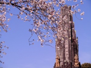 桜咲く平和台公園も訪れた。