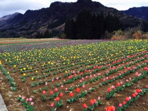 鮮やかに咲き誇るチューリップ