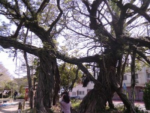 境内には、樹齢約４００年の「あこうの木」が茂る。