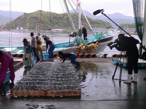 島の朝は水揚げから始まる。この日は「きびなご」が大漁！