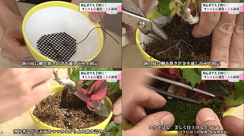 盆栽の作り方