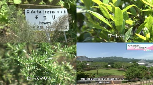 県農業試験場・薬草地域作物センター