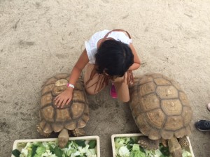 リクガメと奇跡の色かぶり