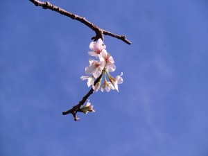 桜の木が季節はずれの花を付けた！