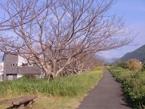 日南市の広渡川堤防