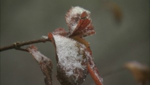 枝葉にも雪が積もっています