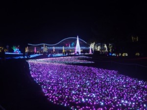 花壇が天の川のよう