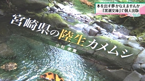 宮崎県の陸生カメムシ