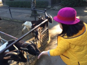 今年もたくさん遊びにくるからね。フェニックス自然動物園のヤギさんに新年のご挨拶