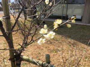 気象台の敷地にて