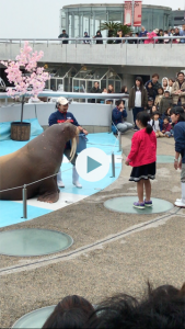 人生初、なんとセイウチと絡むことに・・・握手してすっかり夢中に・・・