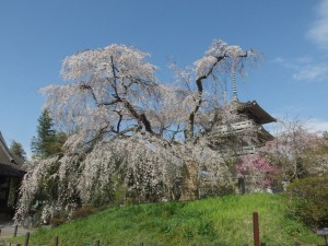 青空に映えるしだれ桜