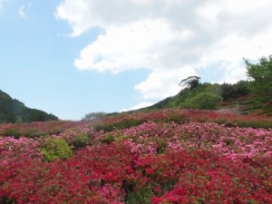 空へ向かうつつじの絨毯