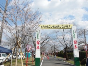 入口付近の桜はけっこう咲いてます