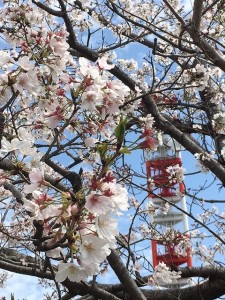 ＵＭＫの鉄塔と桜♪