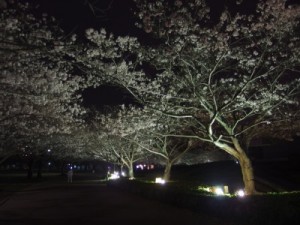 夕方に満開発表となったので、夜桜を撮ってきました