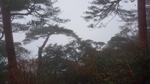 普段は山頂から宮崎市内が一望できるんですがこの日は霧でまったく見えず・・・