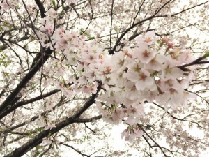益城町の桜。満開できれいでした。