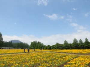 カリフォルニアポピー