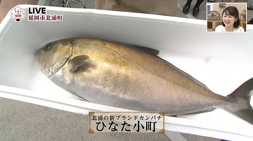 新ブランド魚「ひなた小町」