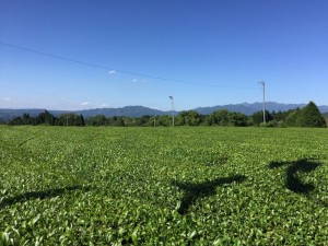 夕日の里の茶畑！