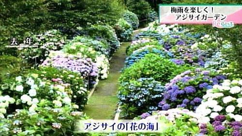 花の海