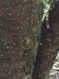 去年撮っておいたニイニイゼミの写真。樹のこぶのようにも見えます