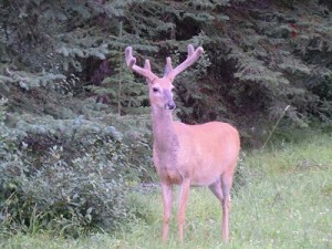 鹿、熊、山羊、カナダでは人より野生動物が優先。