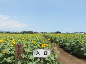 高鍋町のひまわり迷路