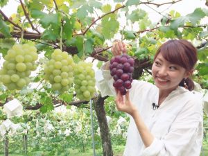 外種子田果実園のぶどう！大ぶりで美味！