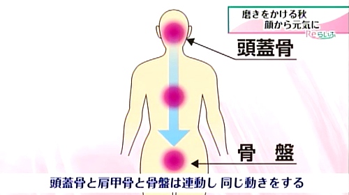 肩甲骨と骨盤は連動