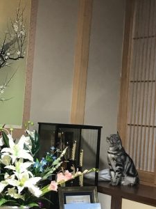 春を待つ愛猫ハル　掛け軸を愛でるお正月